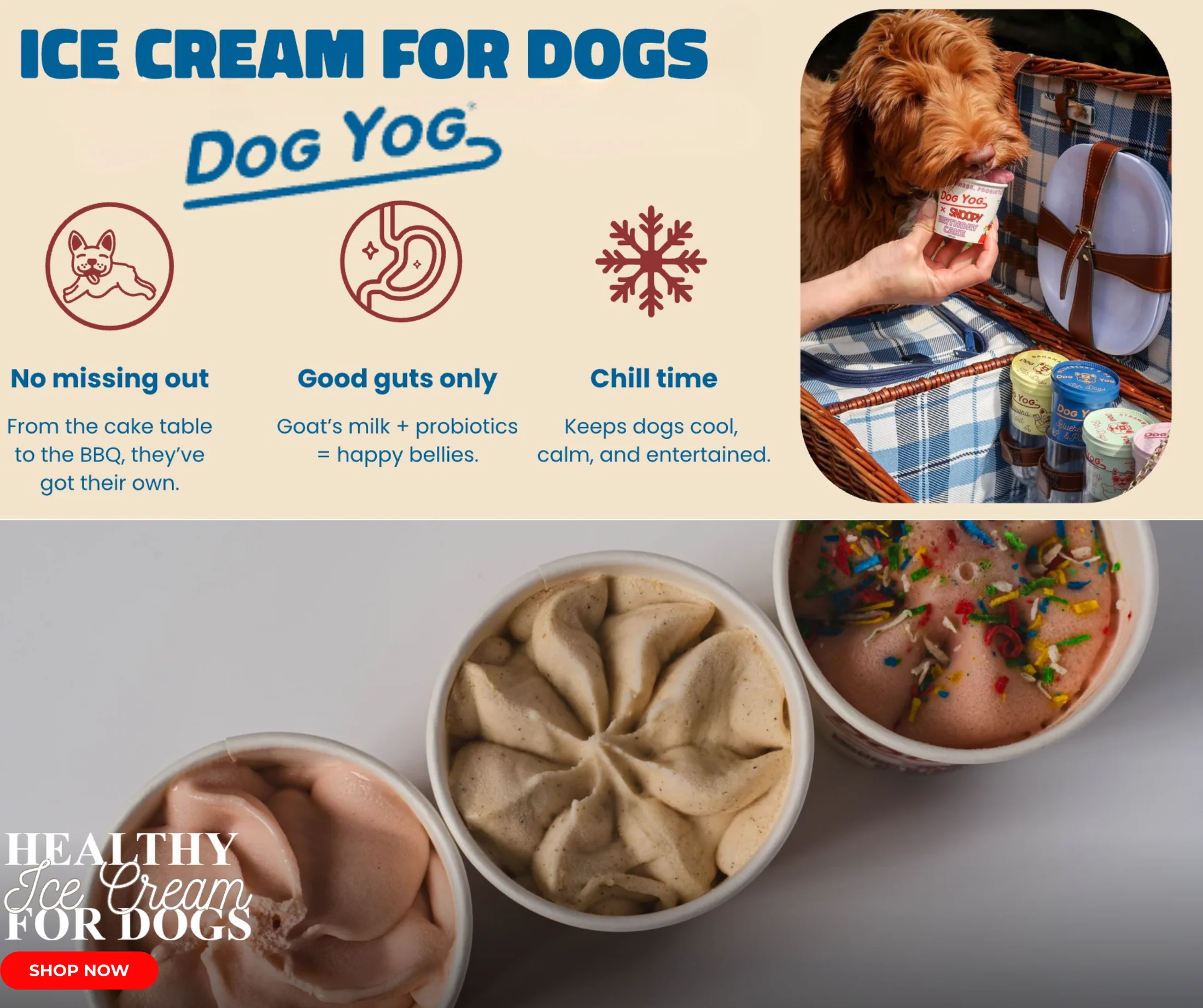 Elevate Your Pet's Signature Style